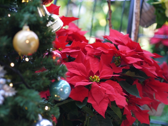 ポインセチアがクリスマスの花と言われる理由は その色と形がポイント 働くママの暮らしを楽しむ知恵袋